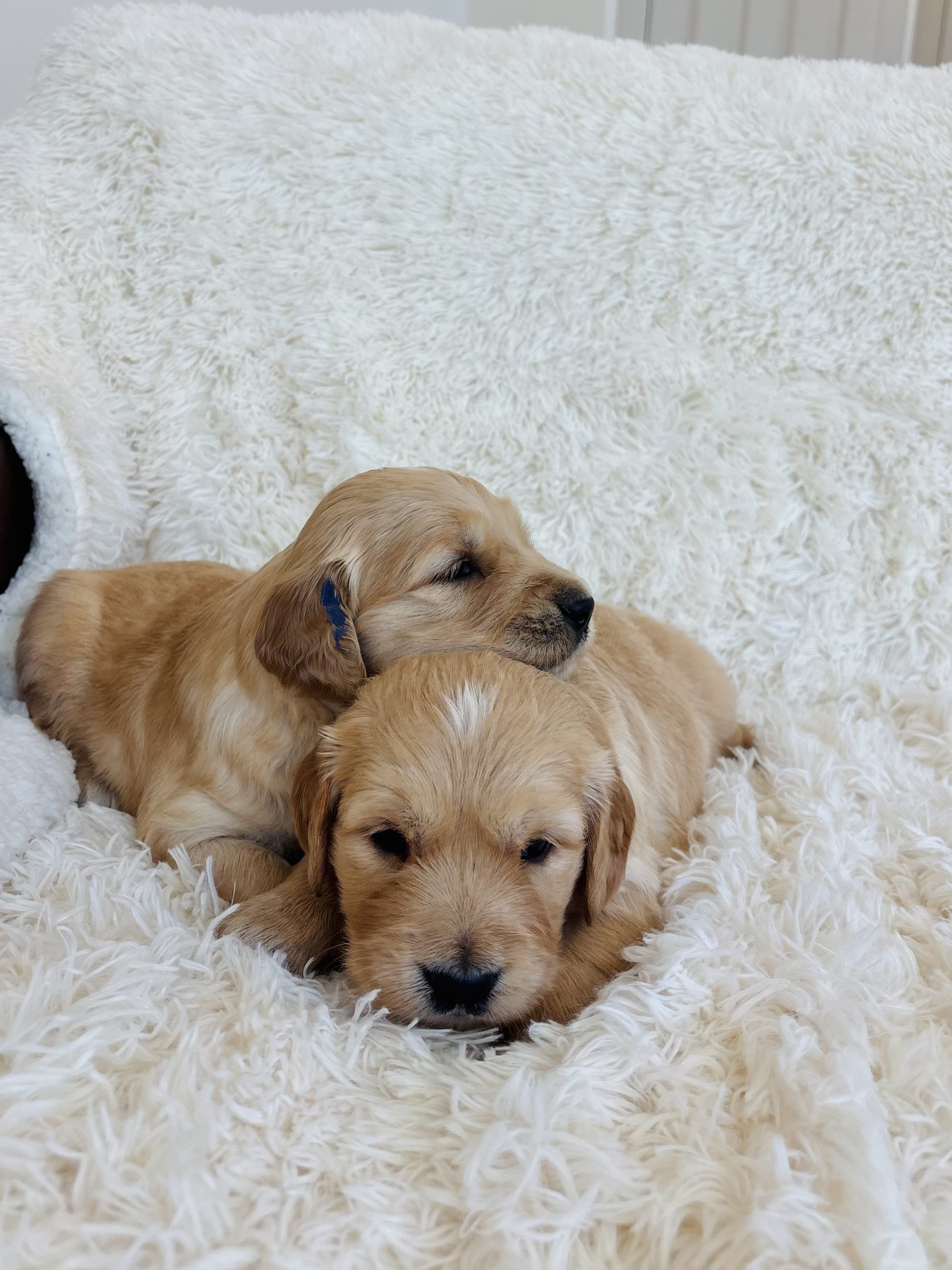 Male Golden Retriever puppies