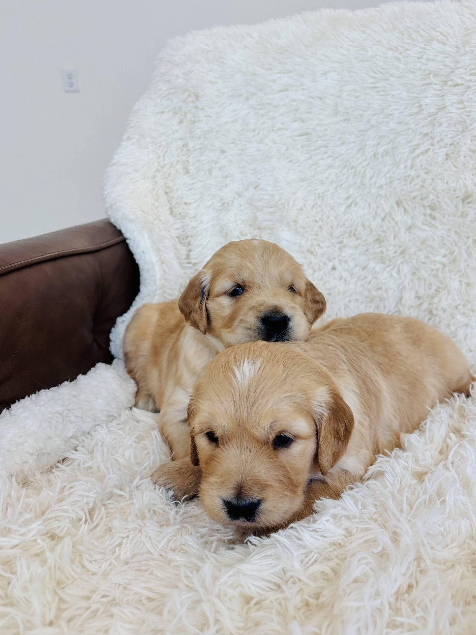 Golden Retriever Puppies