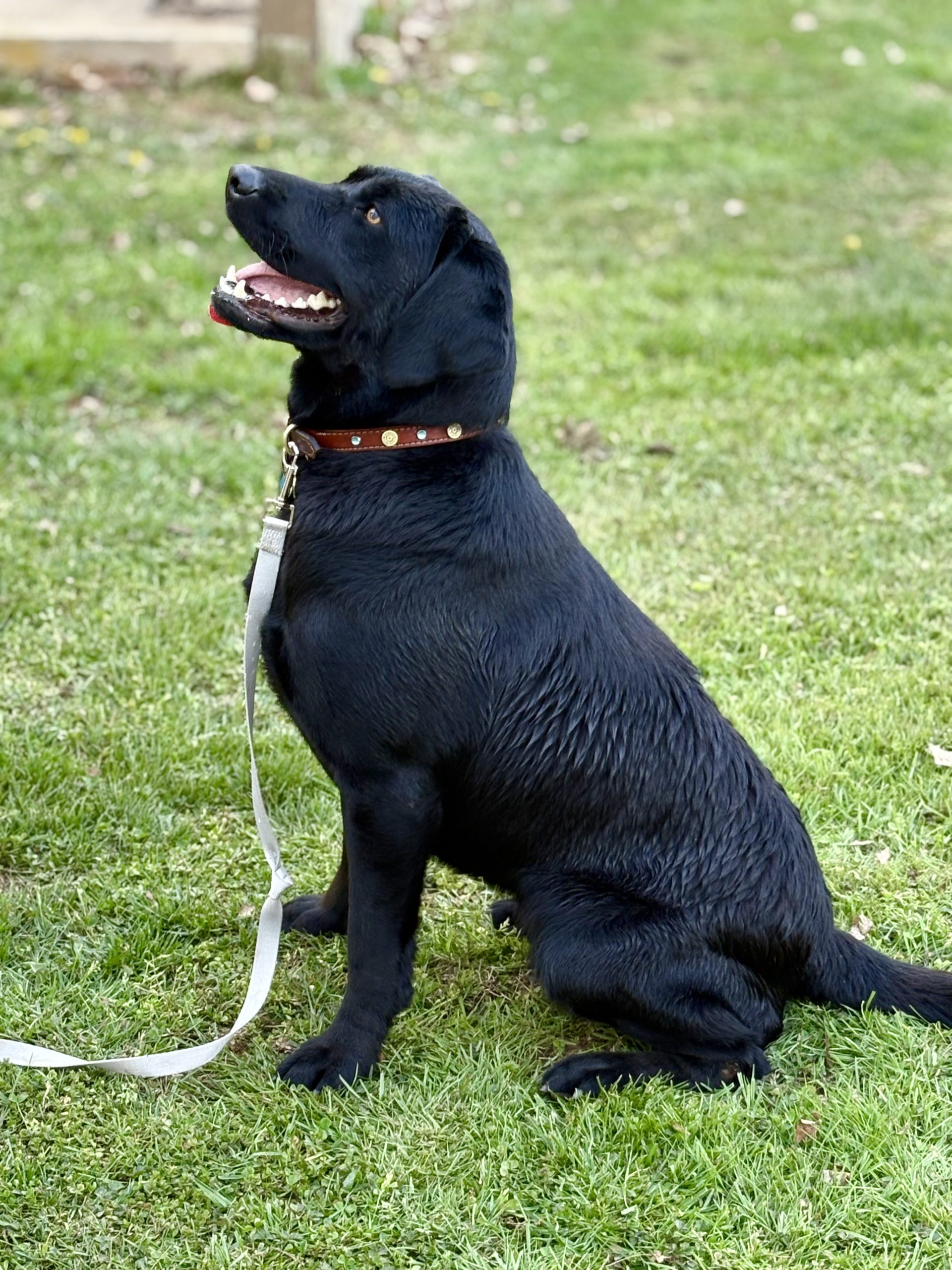Black Labrador Retriever