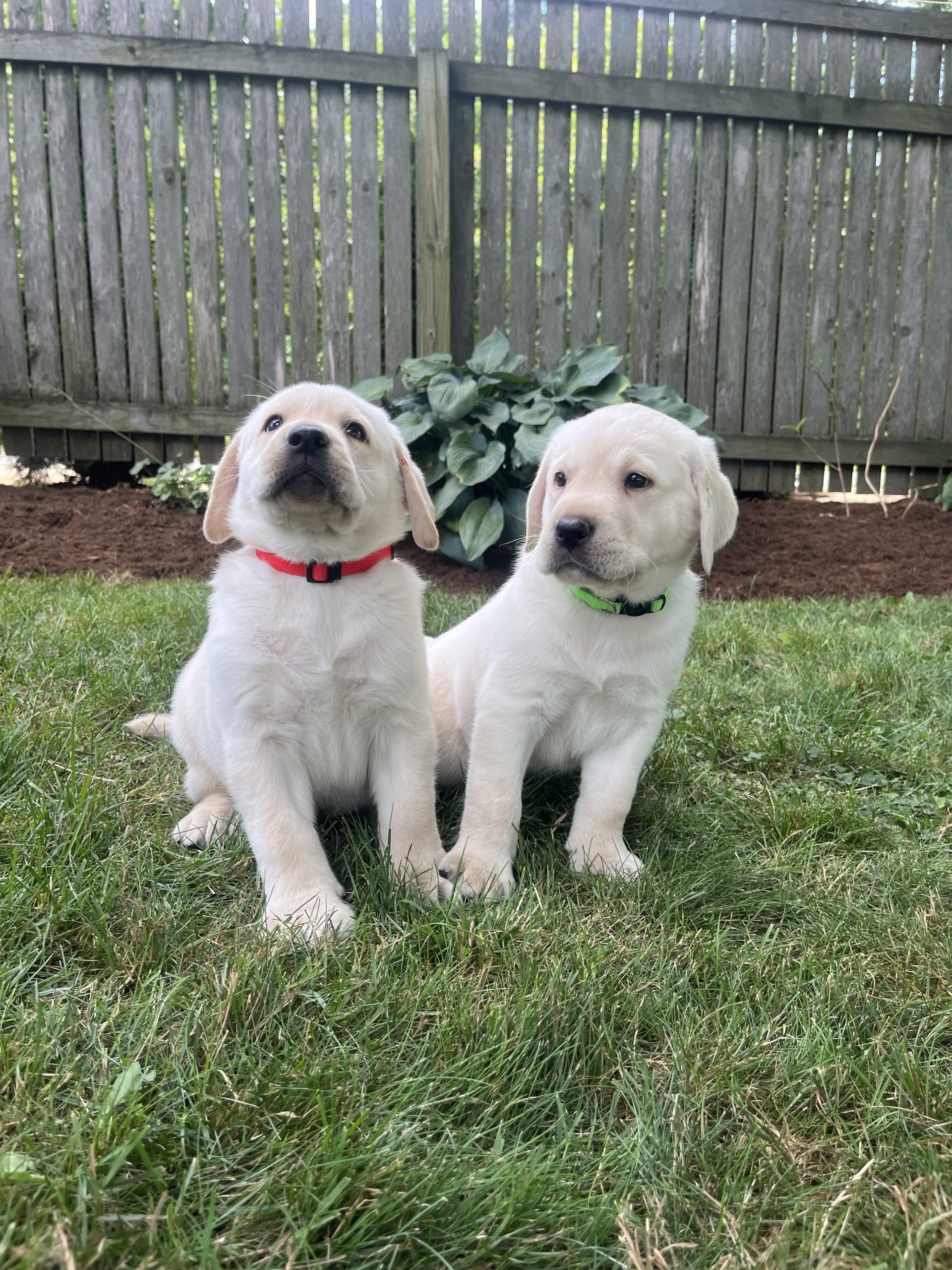 Yellow Lab Puppies