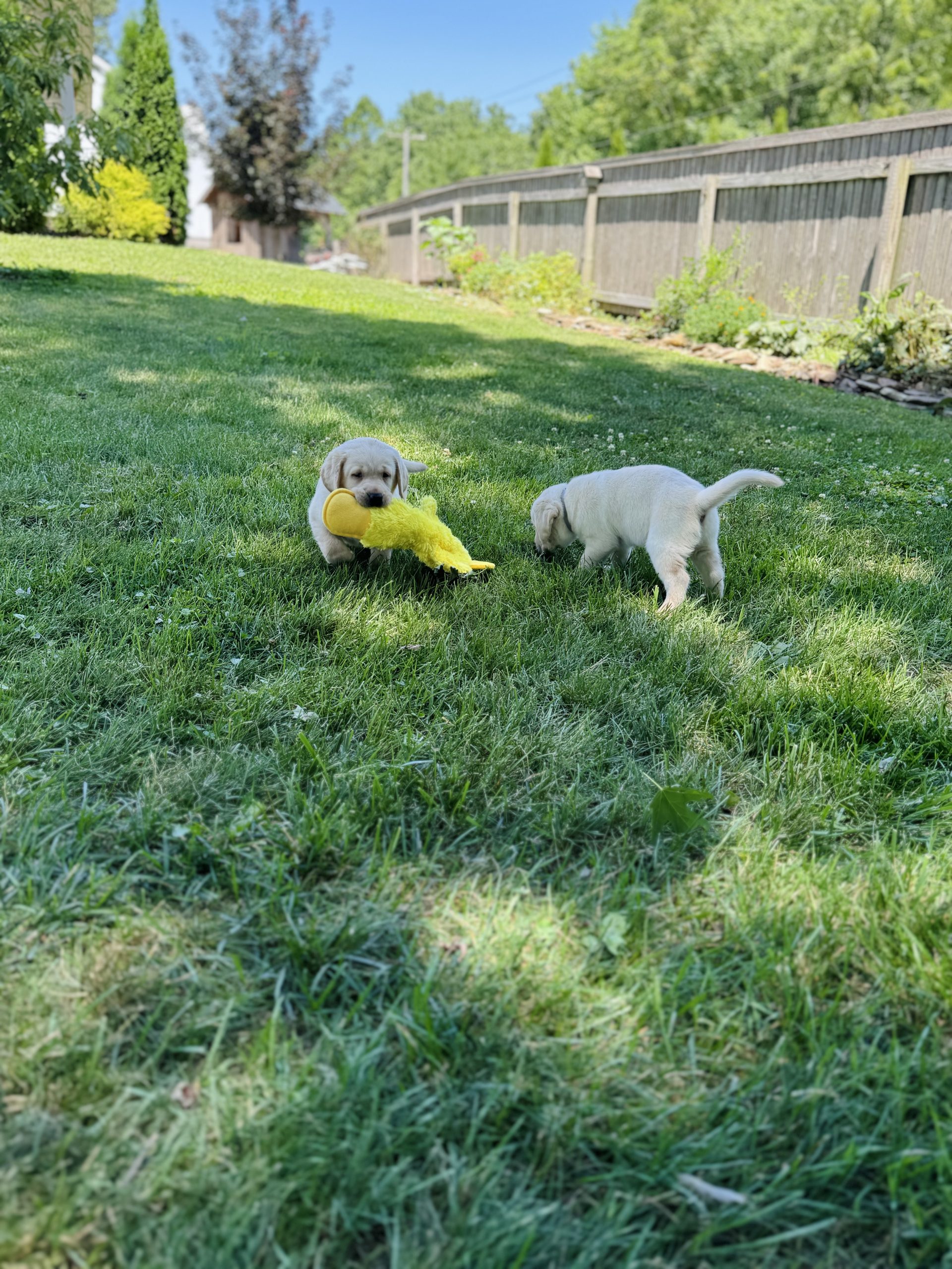 Yellow Lab Puppies