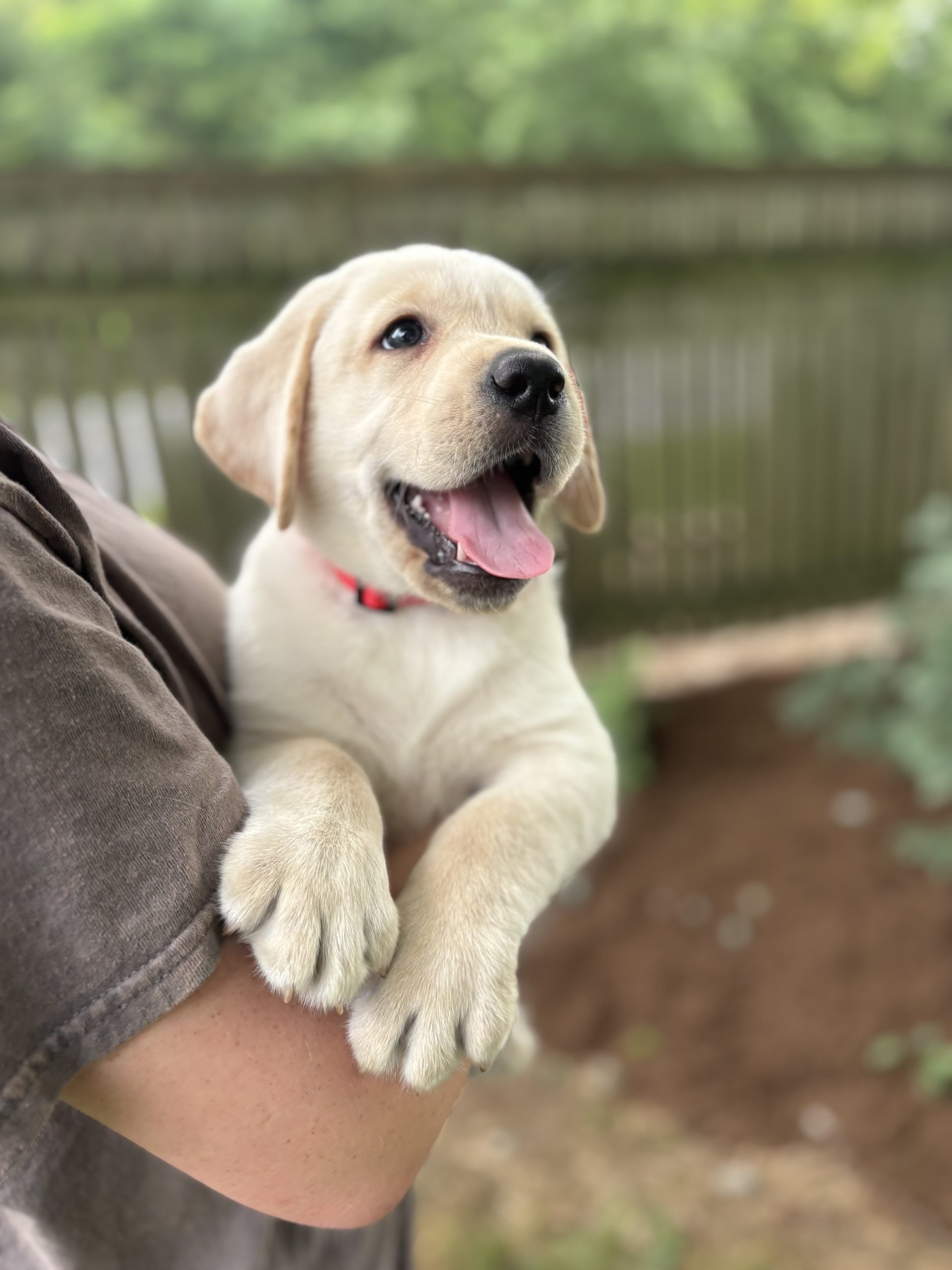 English Yellow Lab Puppy