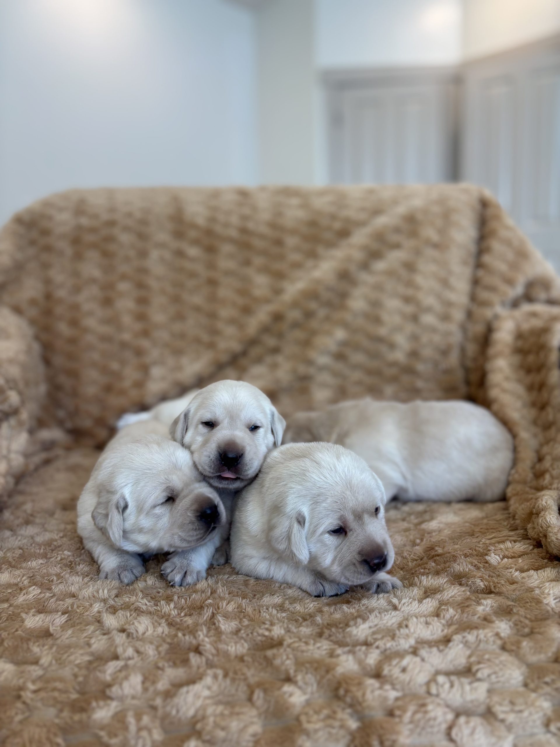 Yellow Lab Puppies