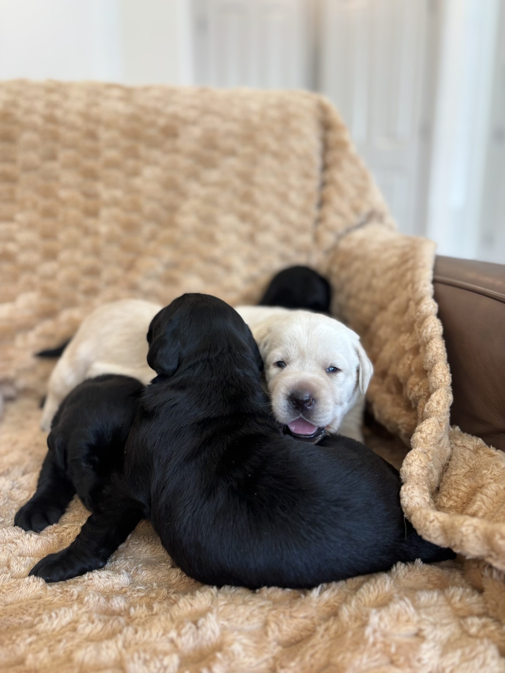 Labrador Retriever Puppies