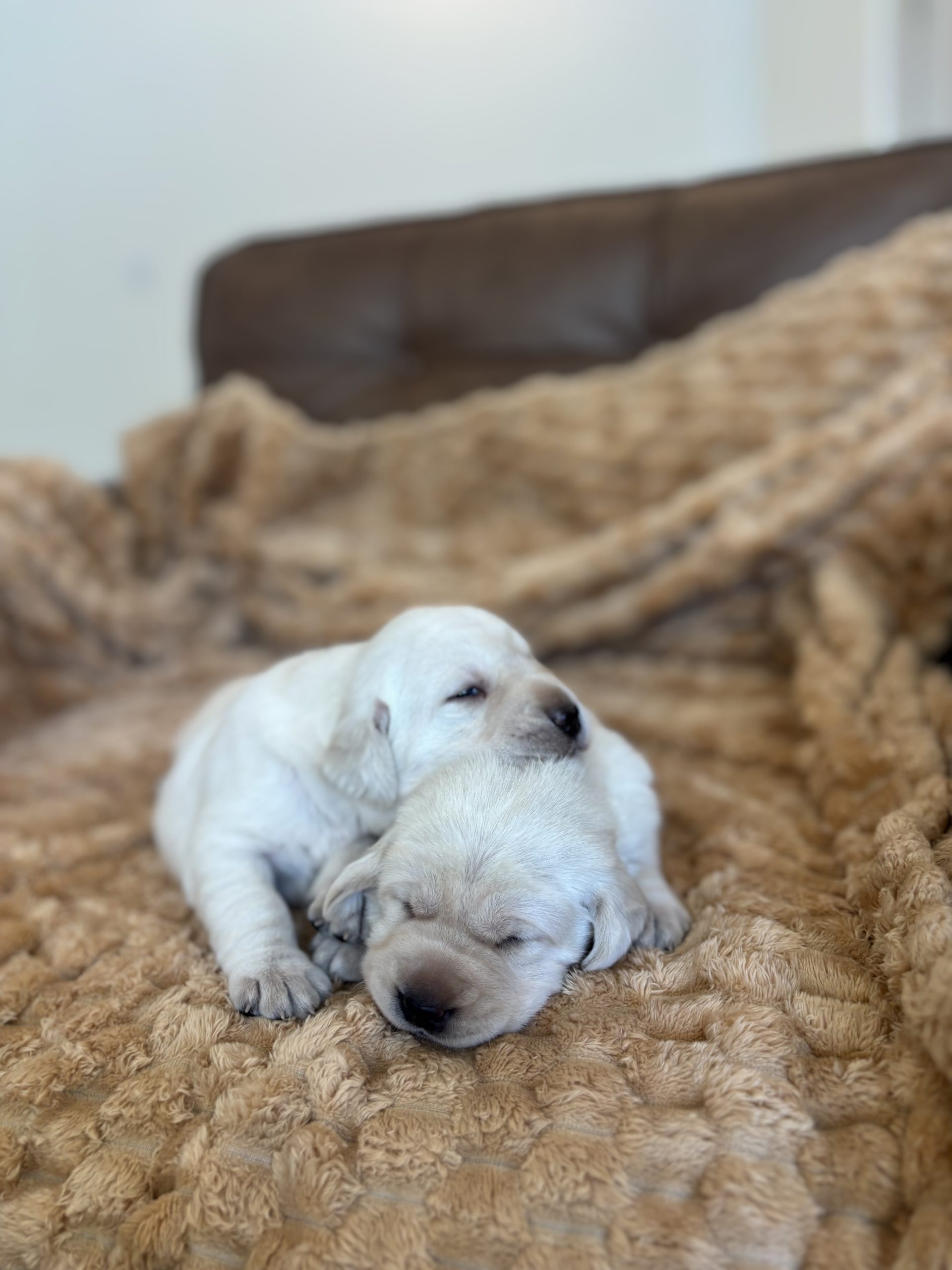 Labrador Retriever Puppies