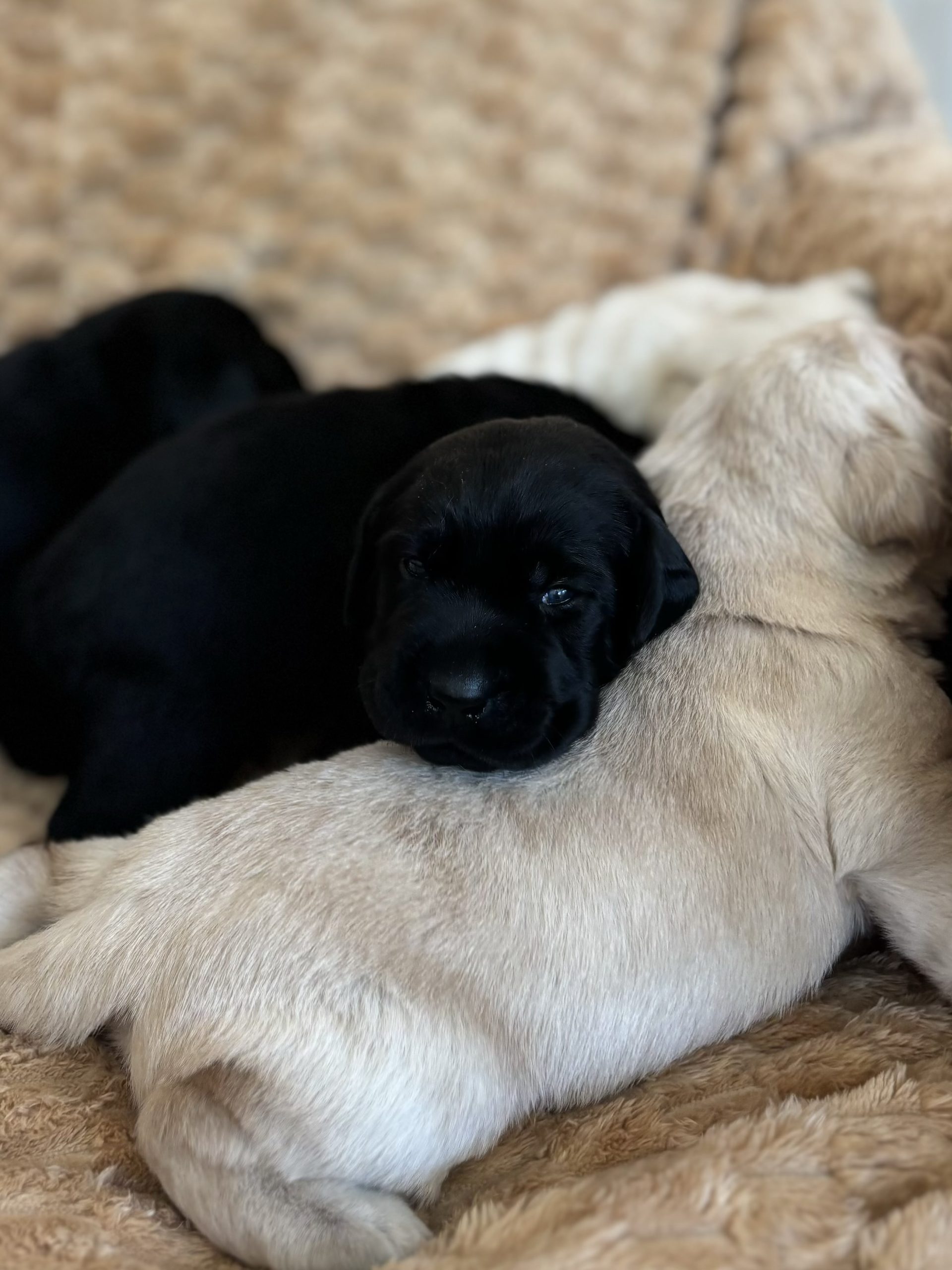 Labrador Retriever Puppies