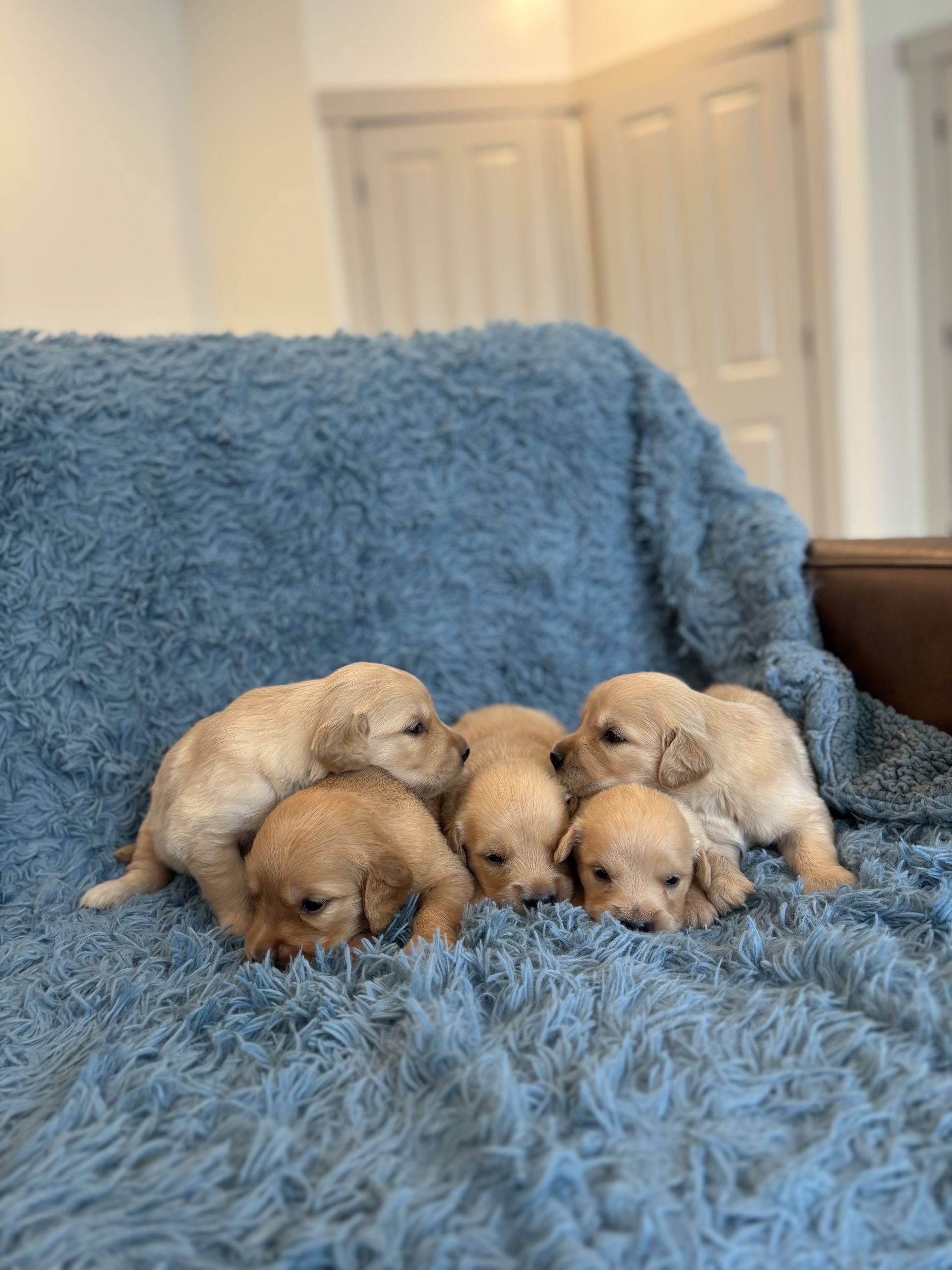 Golden Retriever Puppies