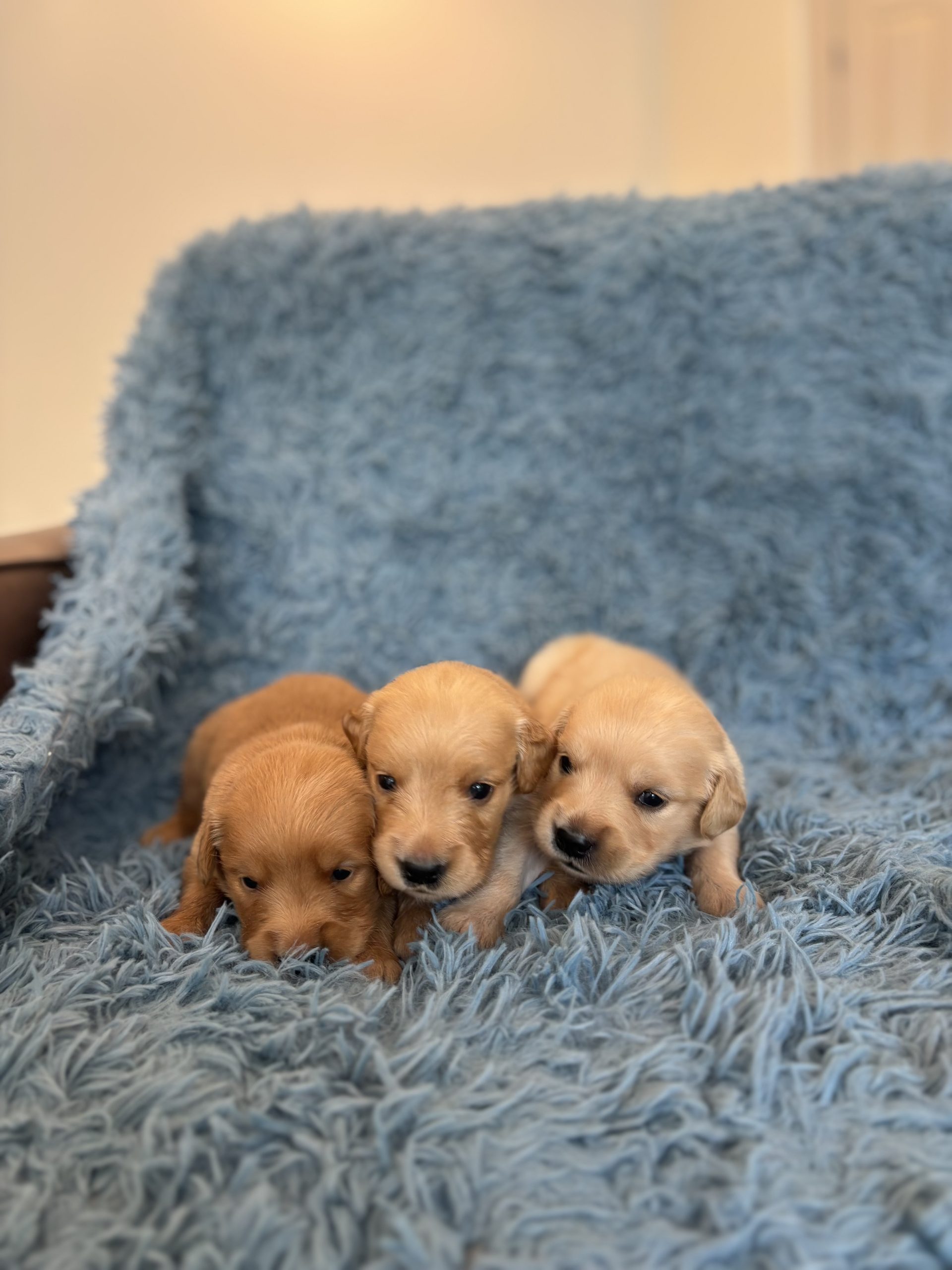 Golden Retriever Puppies
