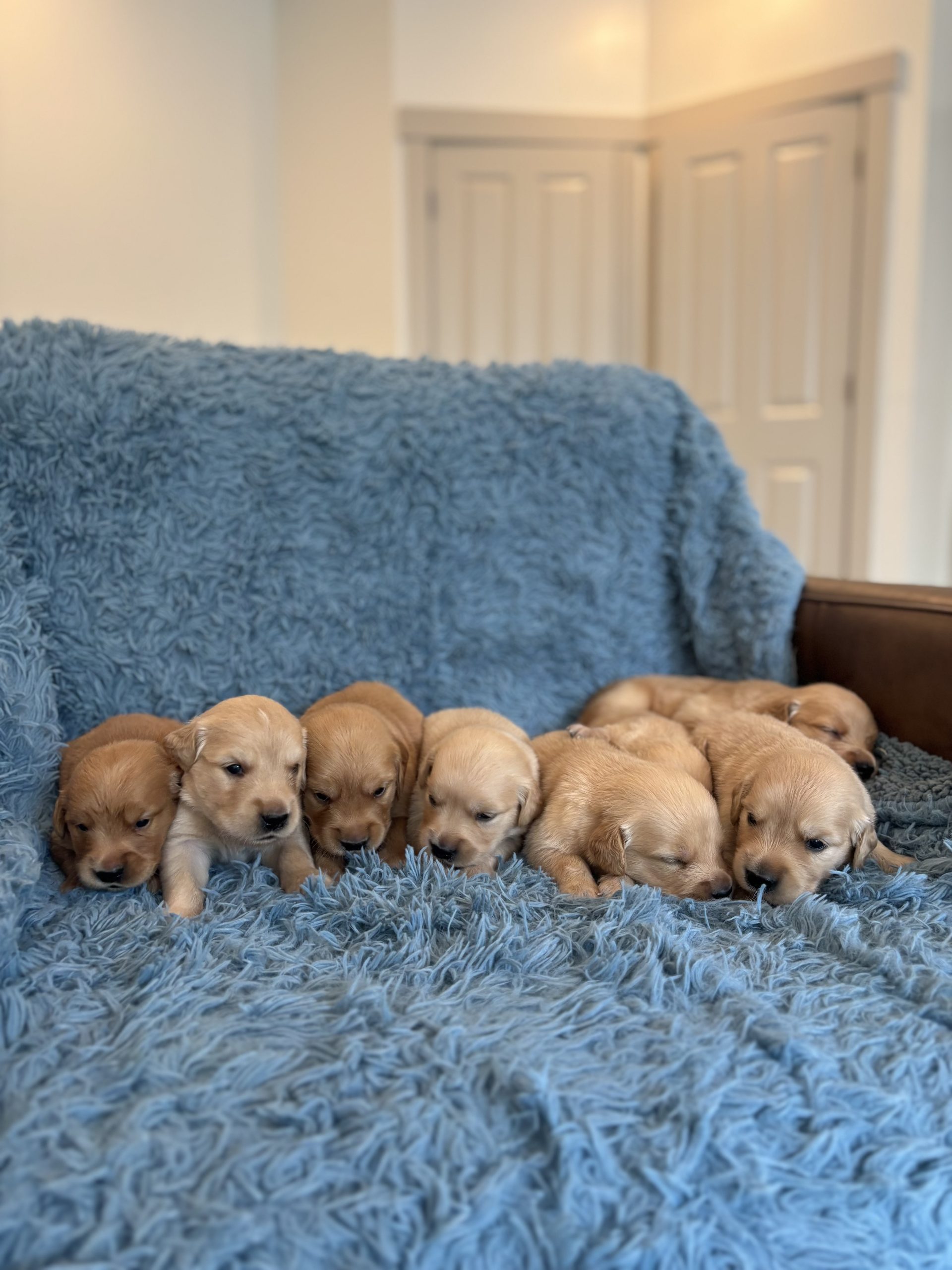 Golden Retriever Puppies