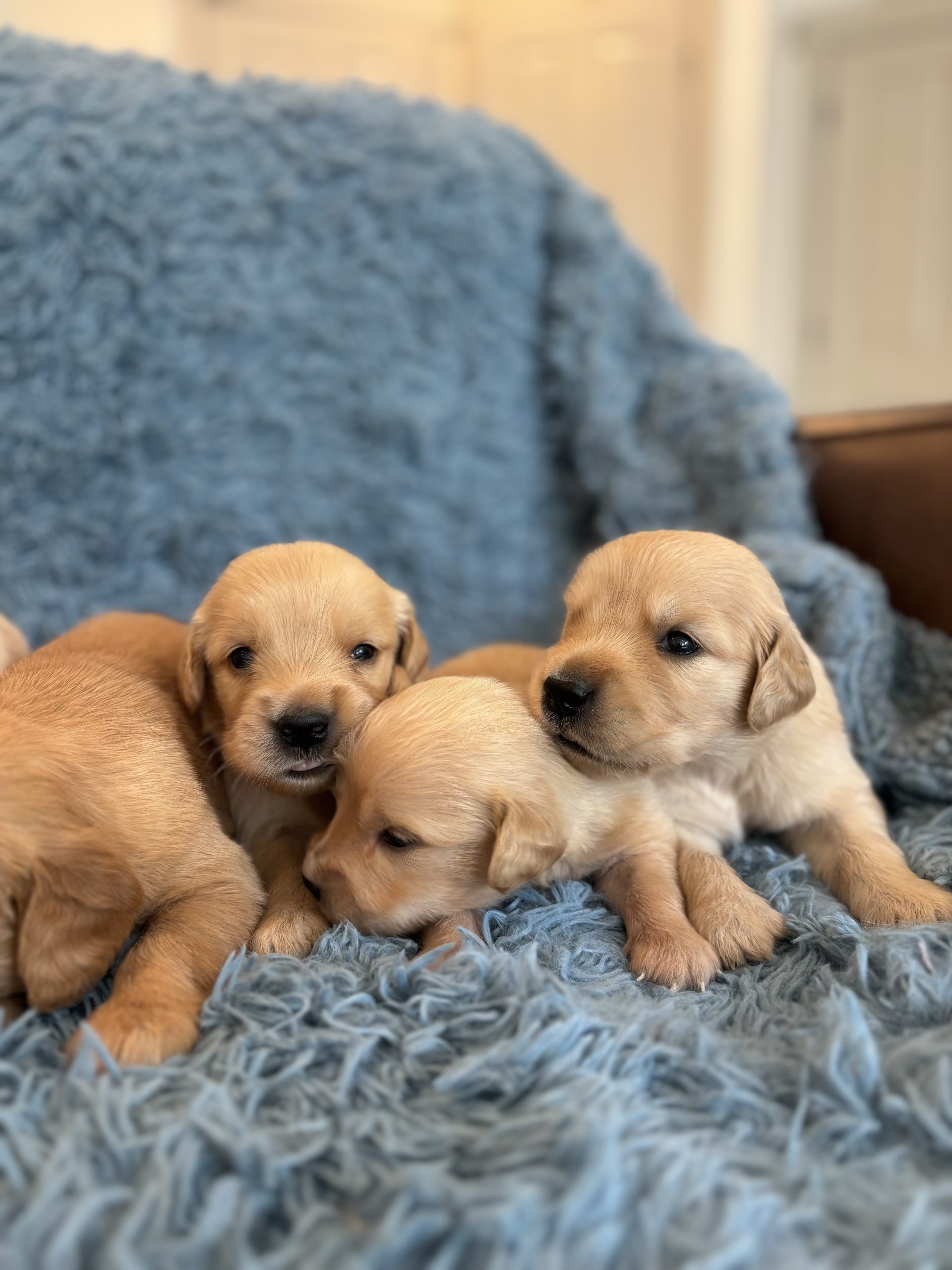 Golden Retriever Puppies
