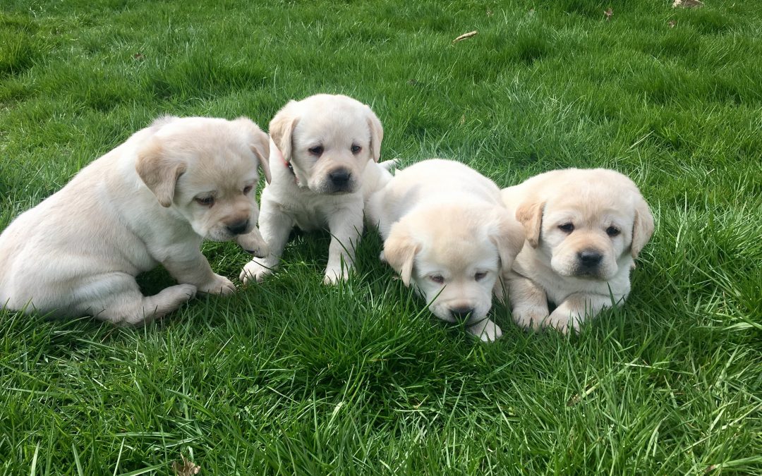 Tips for Introducing your new puppy to your other dog