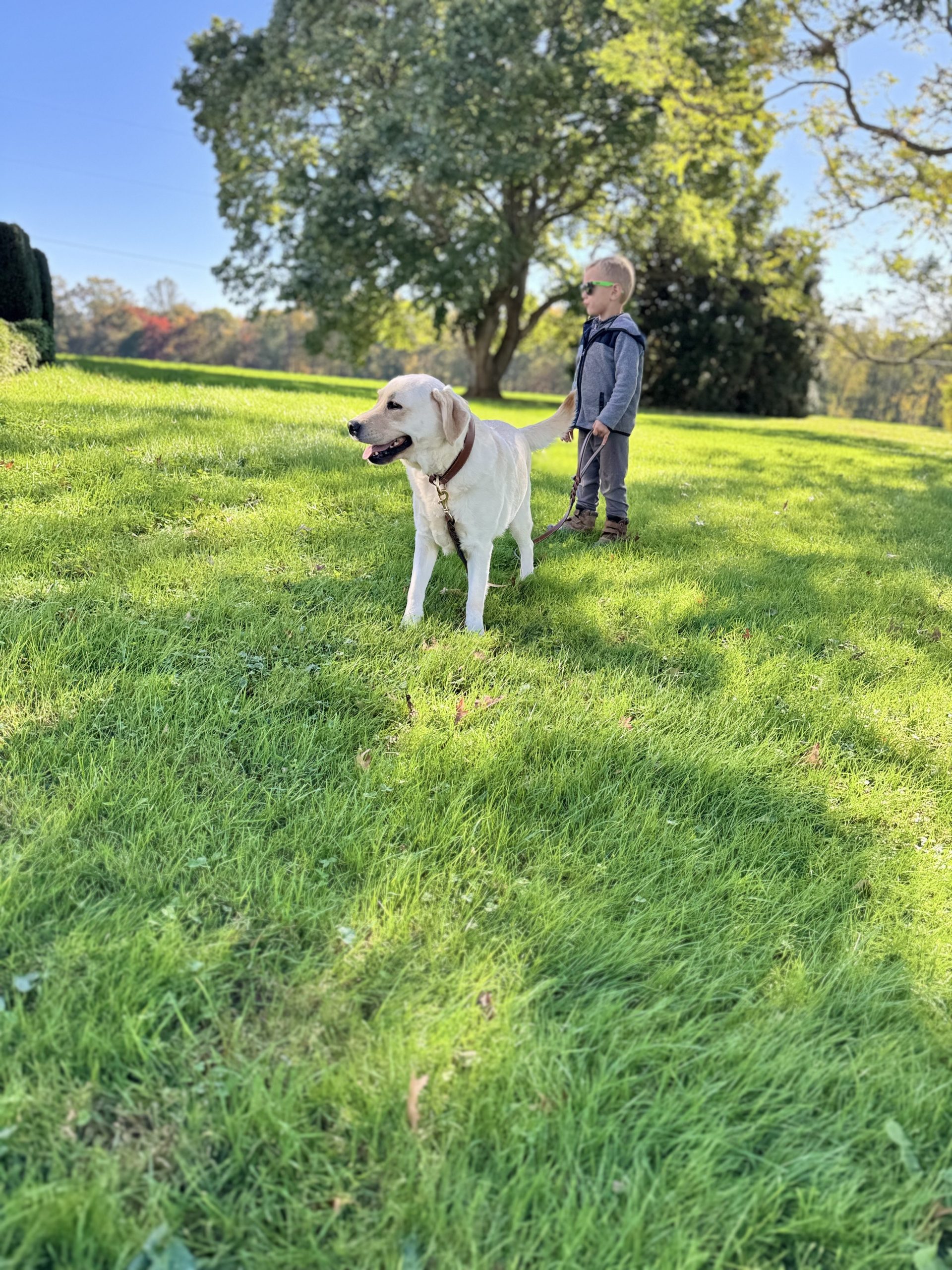 Yellow Labrador Retriever