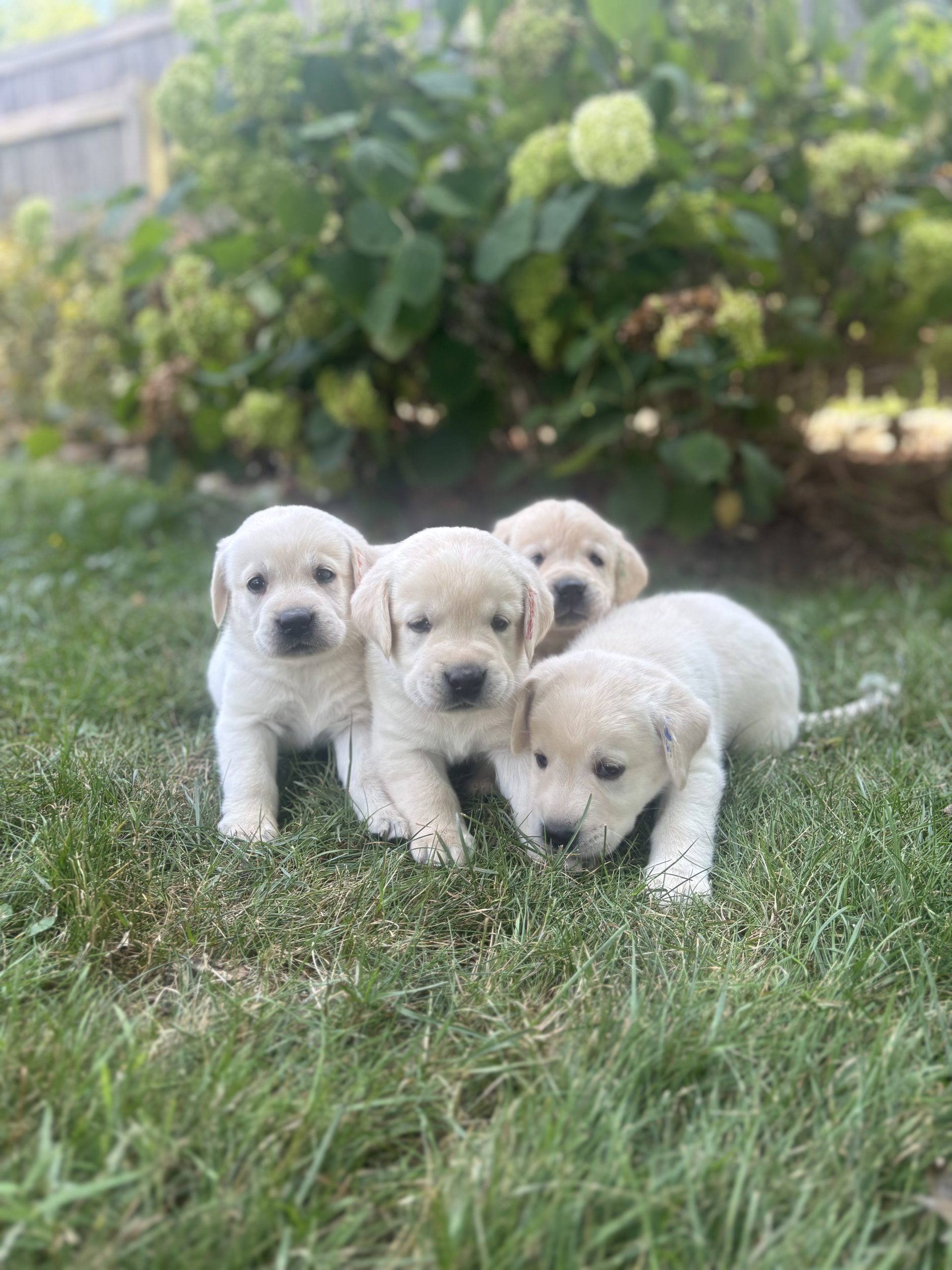 Yellow Lab Puppies