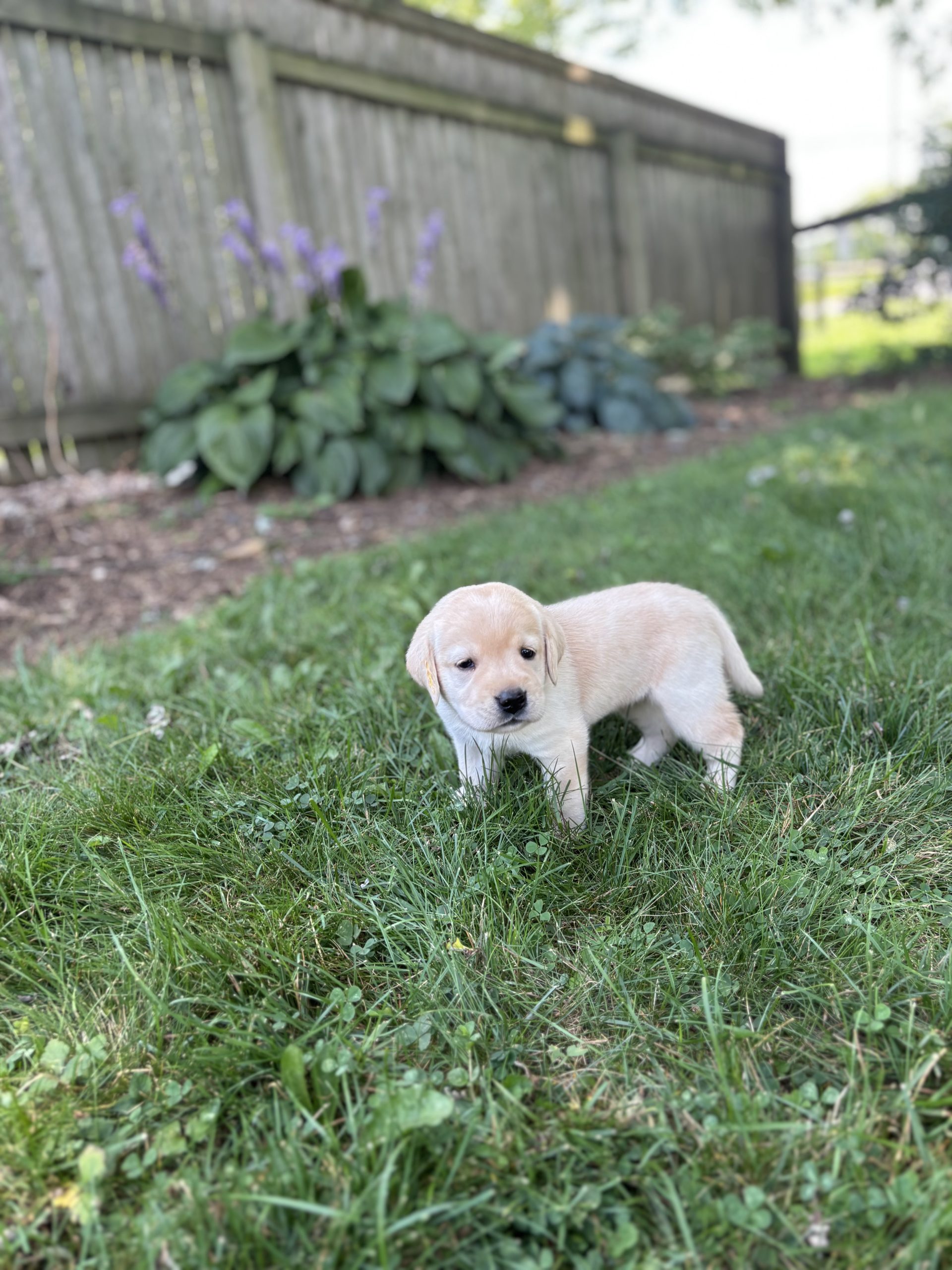 Yellow Lab puppies