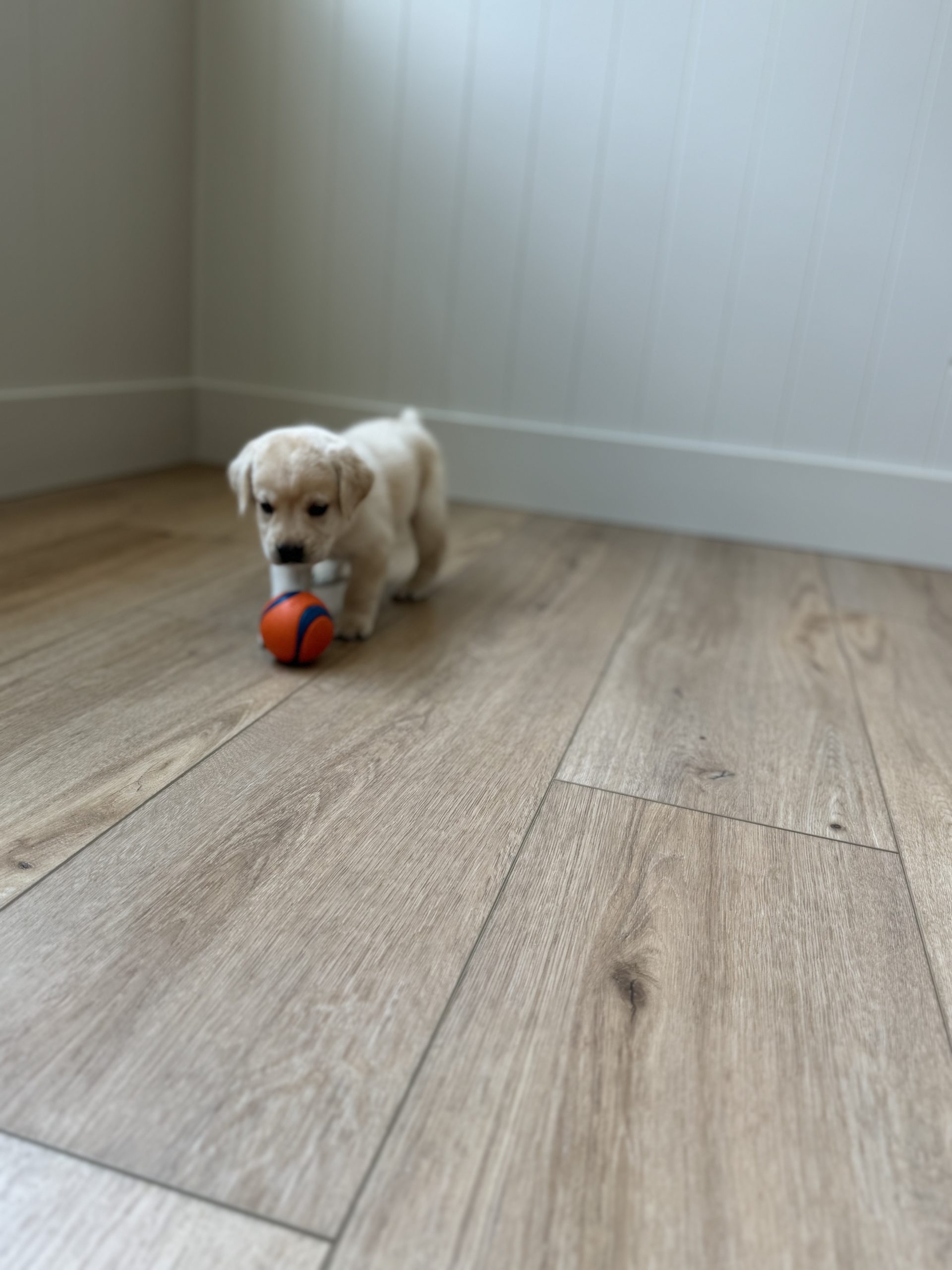 Yellow Lab Puppy