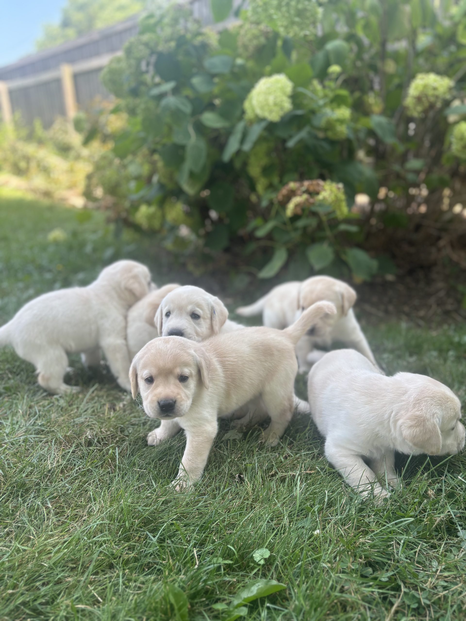 Yellow Lab Puppies