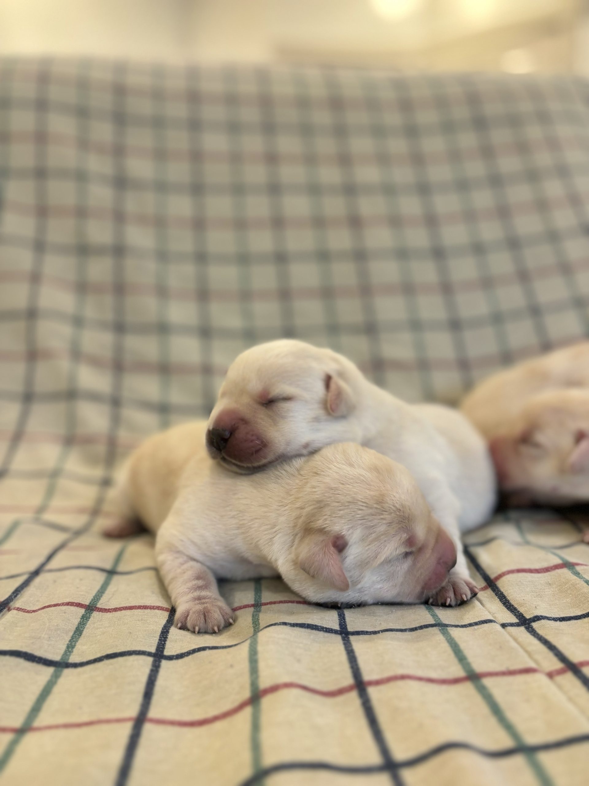 Yellow Lab Puppies