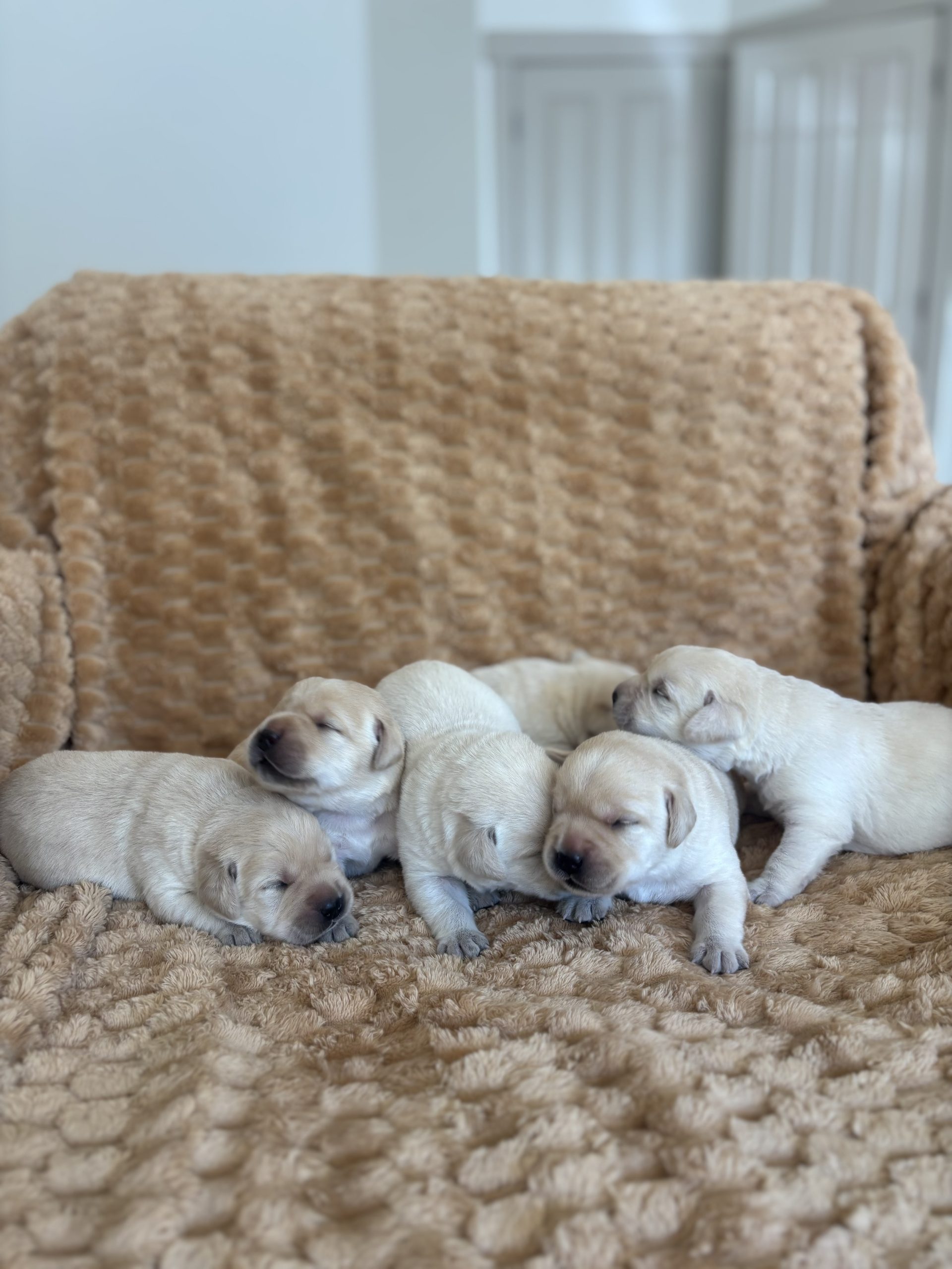 Violet's Puppies 6