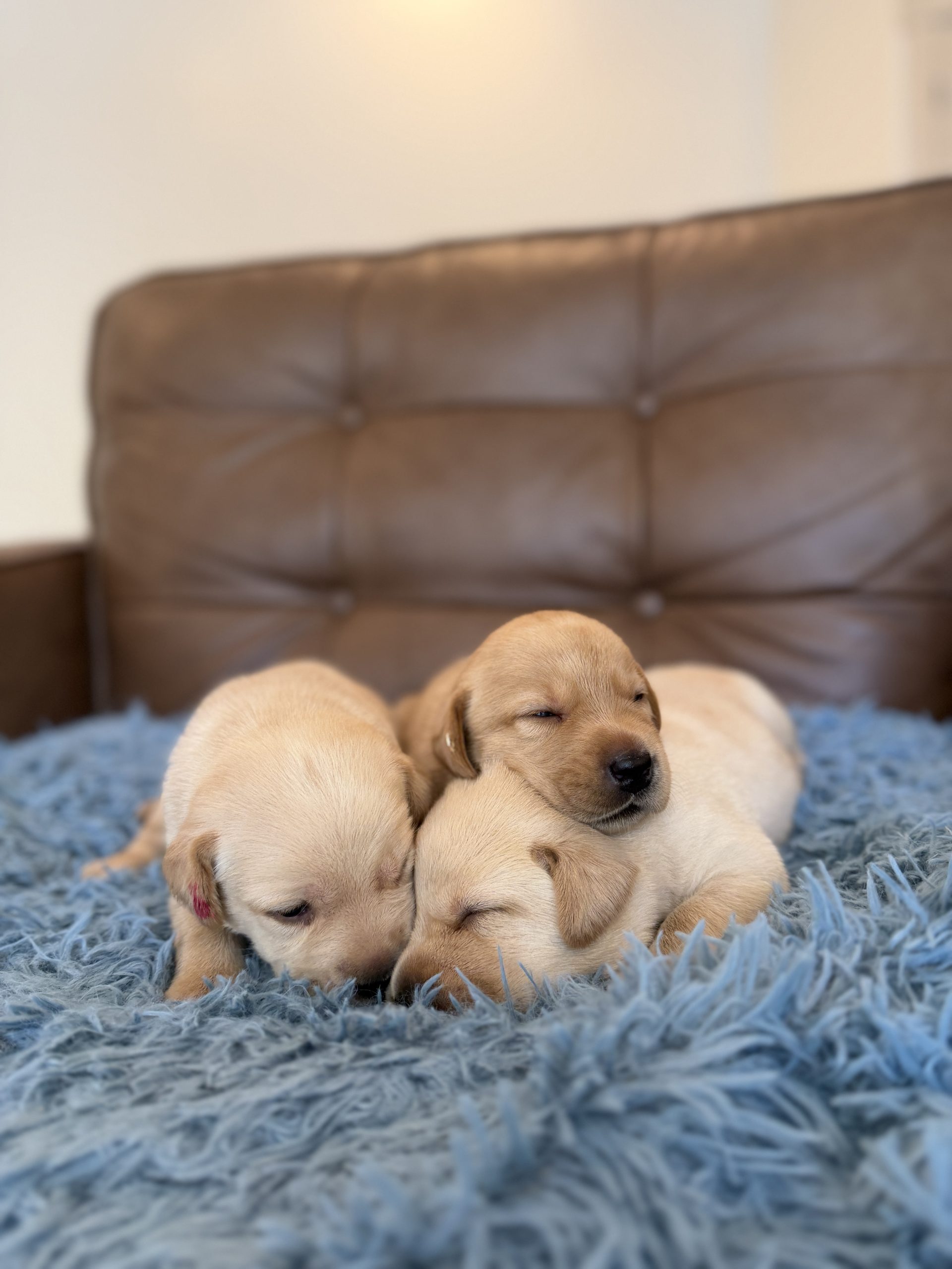 Yellow Lab Puppies