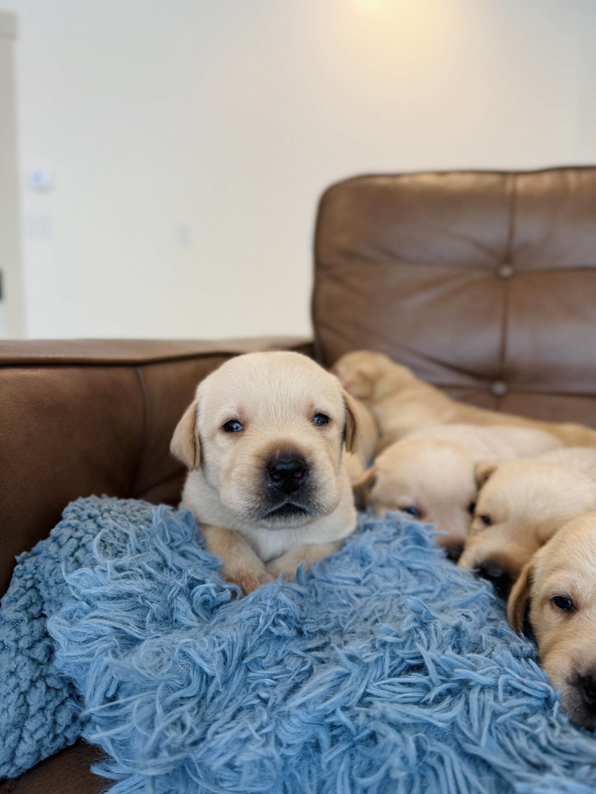 Yellow Lab puppies