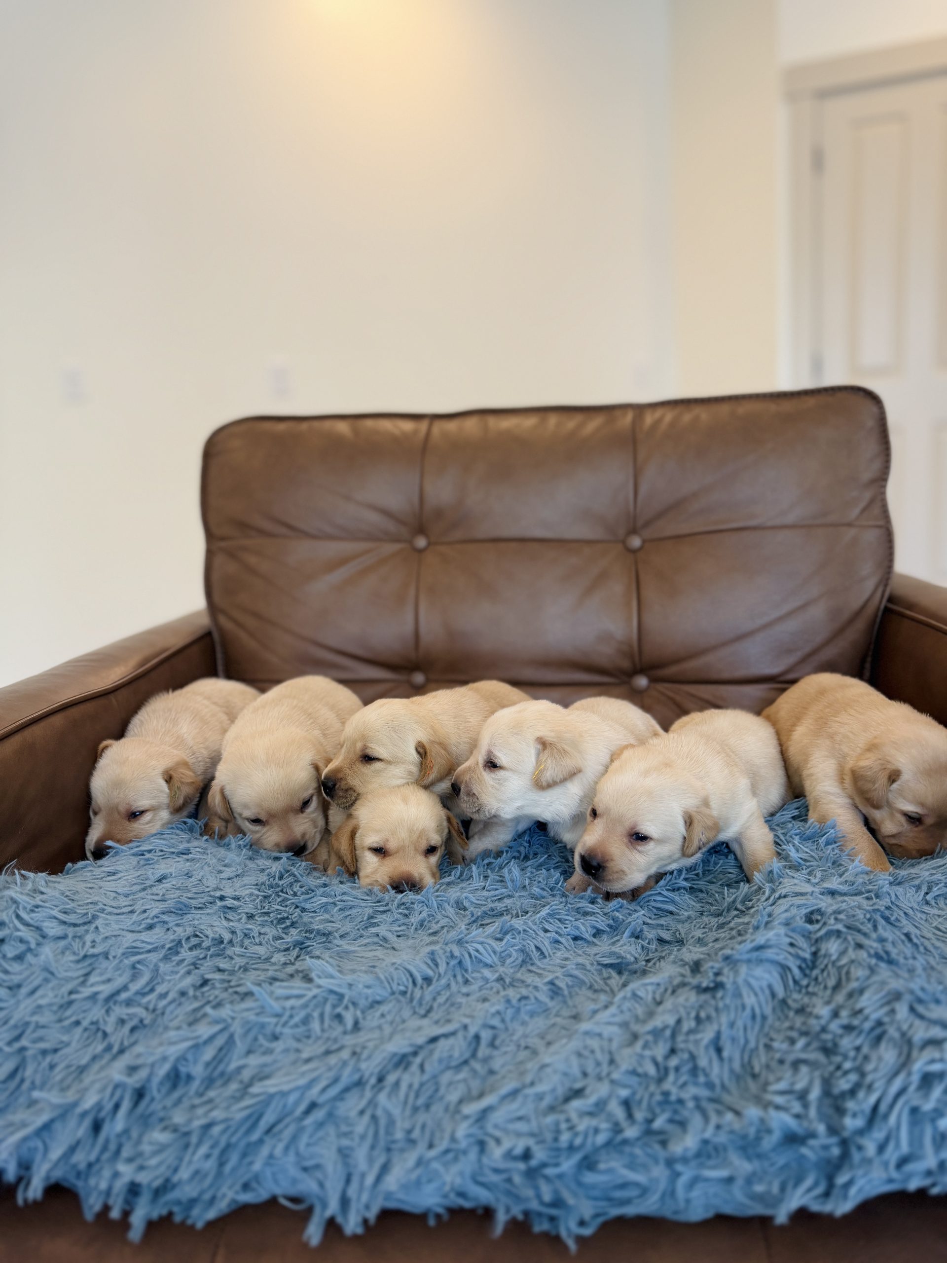 Yellow Lab Puppies