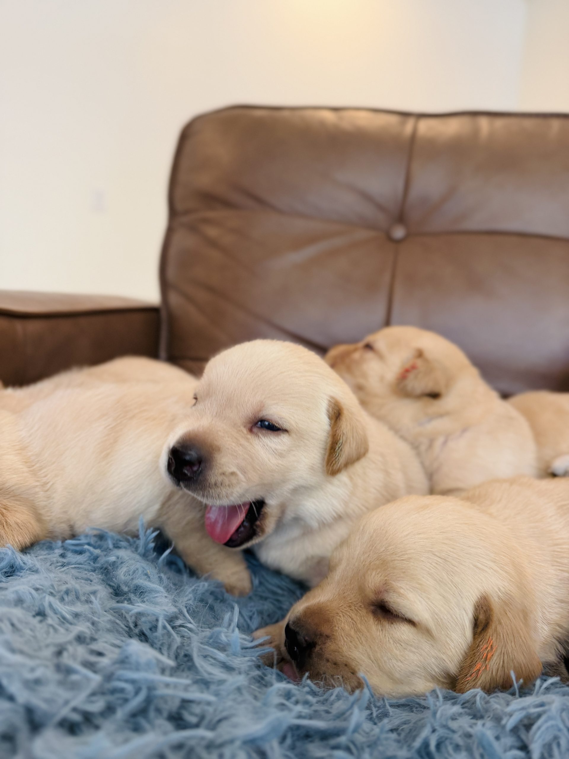 Yellow Lab puppies