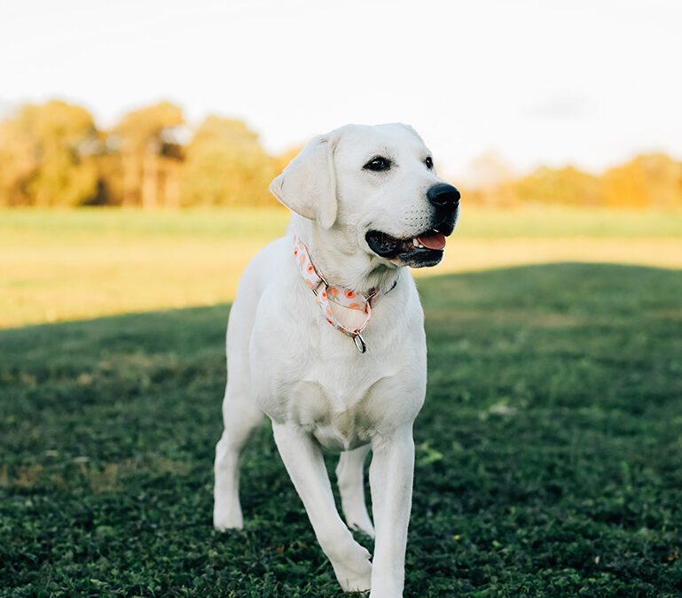 Golden Retriever Breeders In Pa Girls Hallie