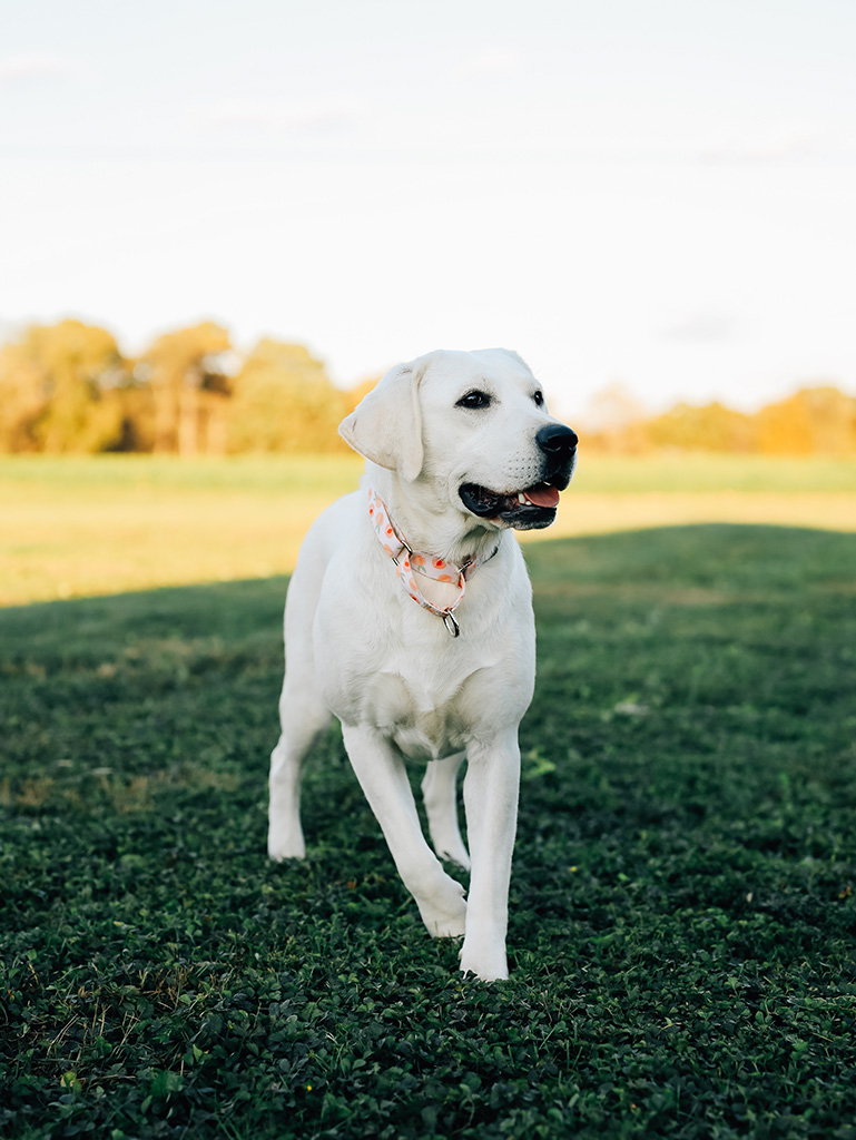 Golden Retriever Breeders In Pa Girls Hallie