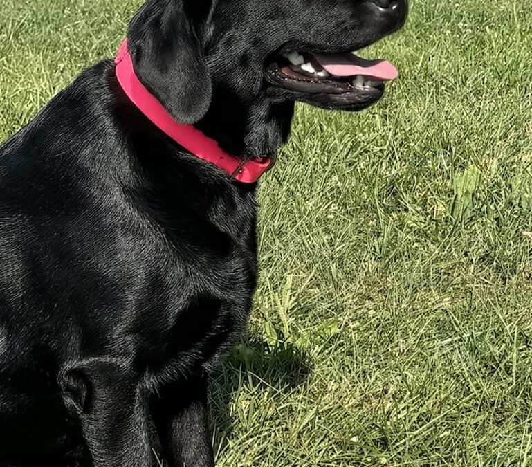 Golden Retriever Breeders In Pa Girls Lucy