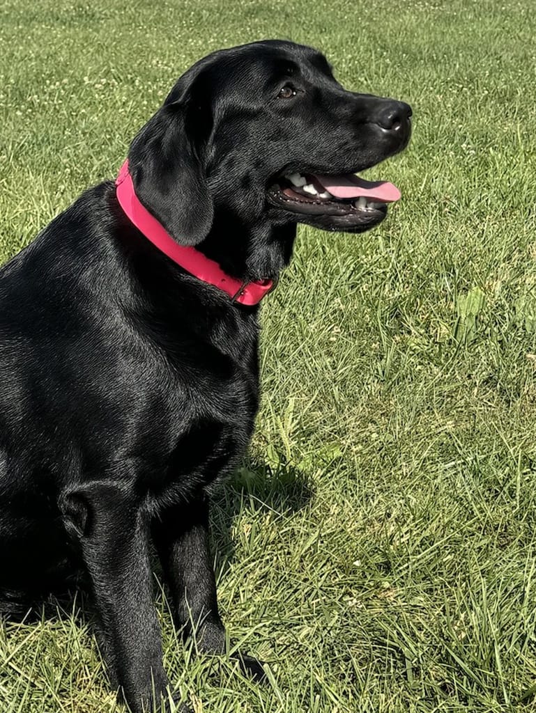 Golden Retriever Breeders In Pa Girls Lucy