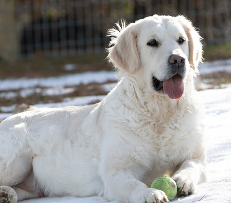 Golden Retriever Breeders in PA | Would definitely get you the best dogs
