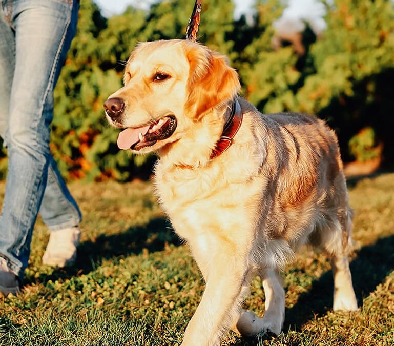 Golden Retriever Breeders In Pa Pecan