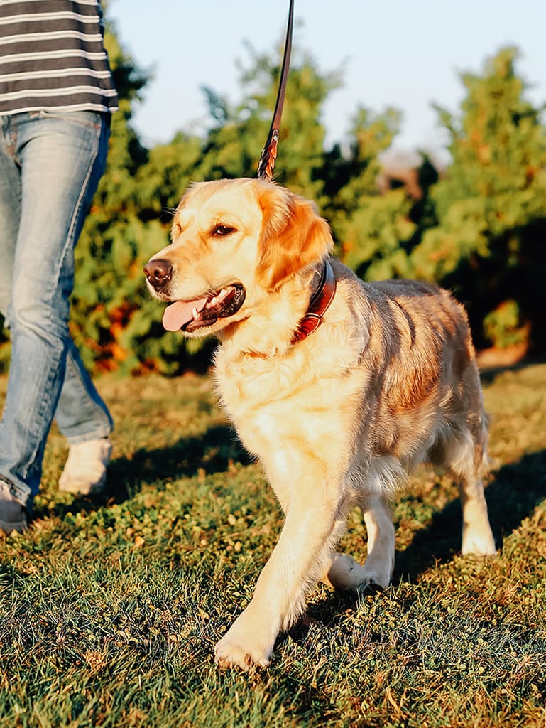 Golden Retriever Breeders In Pa  Pecan