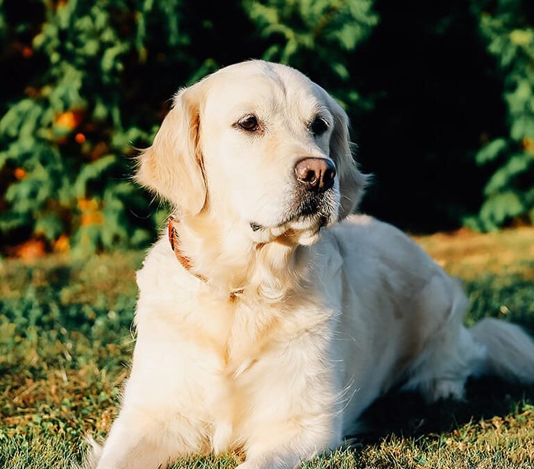 Golden Retriever Breeders in PA | Pennsylvania puppies for you