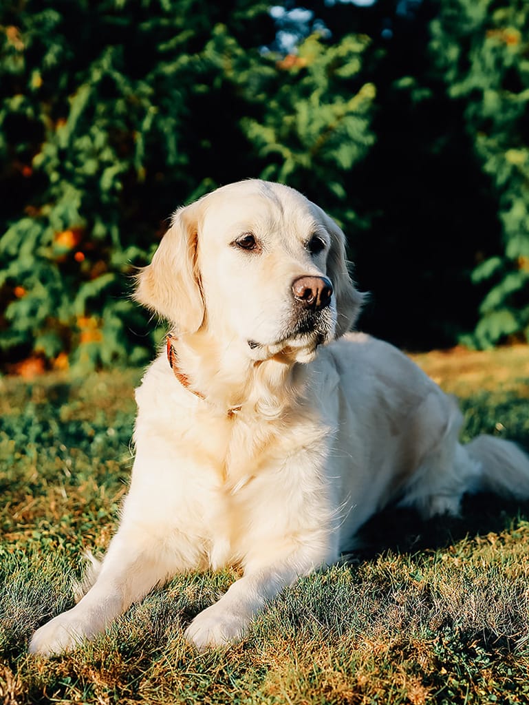 Golden Retriever
