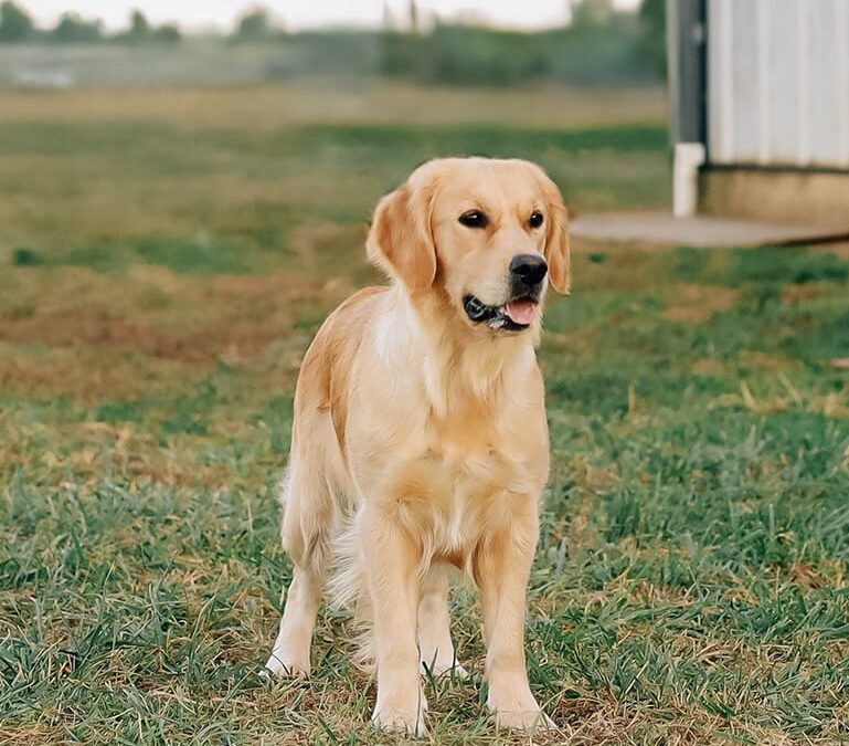 Golden Retriever Breeders In Pa Girls Sophie