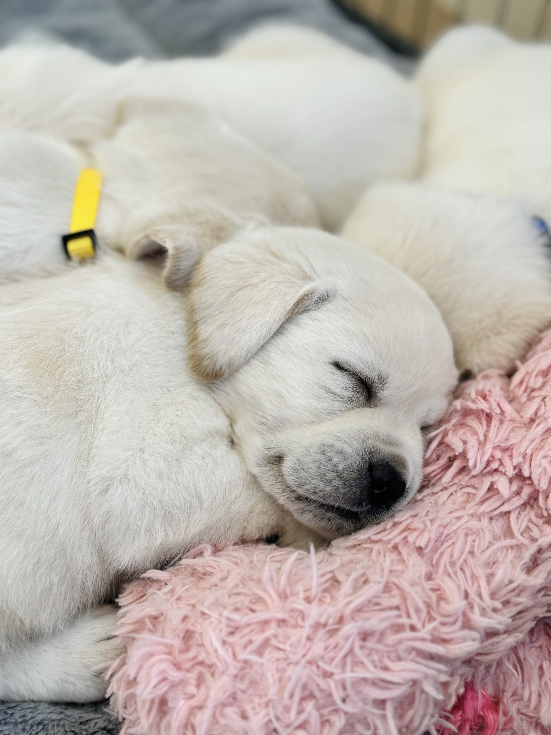 Yellow Lab Puppies