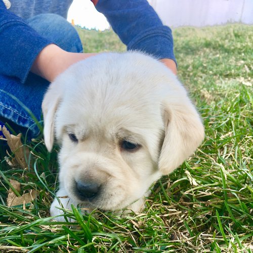 Rock Haven Retrievers Breeding Program 1