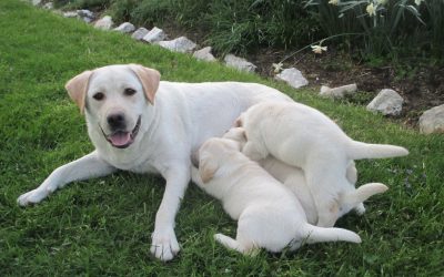 Our Breeding Schedule