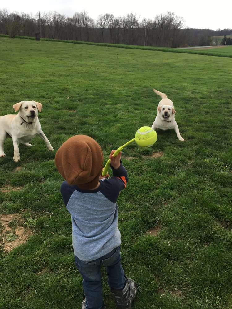 Rock Haven Retrievers Kids Puppies 2