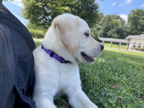 Rock Haven Retrievers Puppy Checklist 1