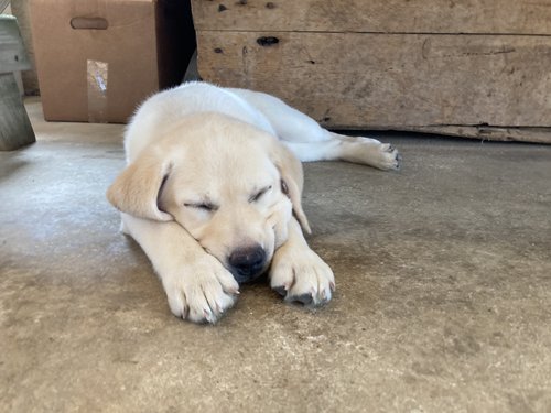 Rock Haven Retrievers Puppy Checklist 2